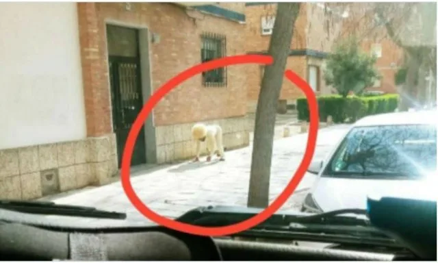 disfrazado-de-perro_1_640x384 Un hombre se disfraza de perro para saltarse el confinamiento