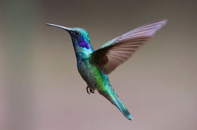 ¿Cuál es el origen y significado del refrán "Dando y dando, pajarito