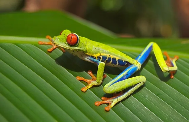 Cuando las ranas críen pelo