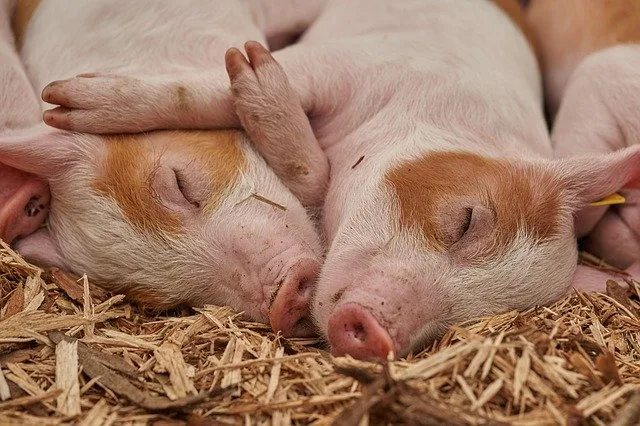 piglet-g8dd1564bb_640 ¿Cuál es el origen y significado de la palabra jalufo?