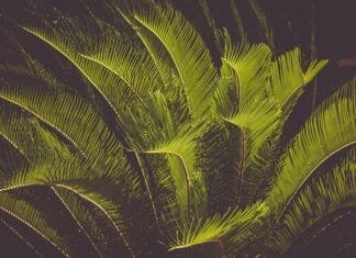 Cycas King Sago: Todo lo que Debes Saber sobre esta Espectacular Planta cycas revoluta king sago