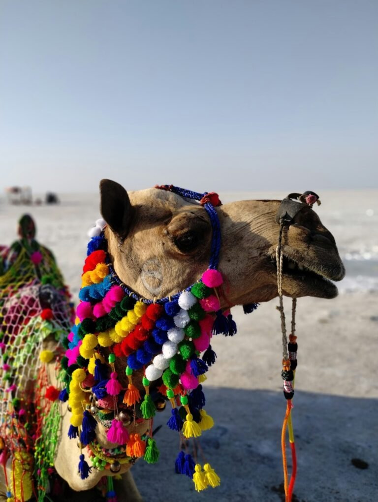 ¿Camellos en Los Cabos? Así es esta experiencia en el desierto